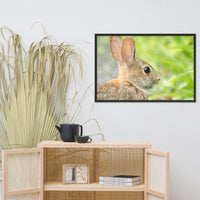 Bunny at Bombay Hook Wildlife Photo Framed Wall Art Prints