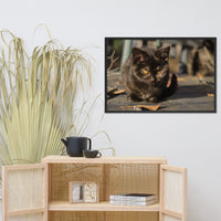 Chocolate the Stray Kitten Animal Wildlife Cat Photograph Framed Wall Art Prints