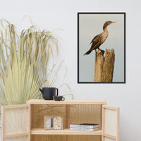 Double Crested Cormorant Animal Wildlife Photograph Framed Wall Art Prints