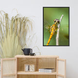 Dragonfly at Bombay Hook Animal Wildlife Photograph Framed Wall Art Prints