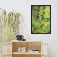 Dragonfly Wildlife Photo Framed Wall Art Prints