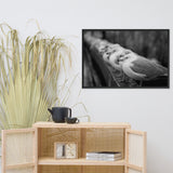 Gull King Animal Wildlife Black and White Photograph Framed Wall Art Prints