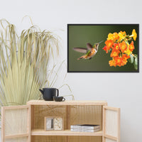 Hummingbird with Little Yellow-Orange Flowers Animal Wildlife Photograph Framed Wall Art Prints