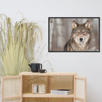 Portrait of Gray Wolf In The Forest Animal Wildlife Nature Photograph Framed Wall Art Prints