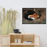 Red Fox Face in Stump Of Tree Animal Wildlife Nature Photograph Framed Wall Art Prints