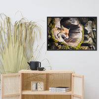 Young Red Fox Face In Mossy Stump Animal Wildlife Nature Photograph Framed Wall Art Prints