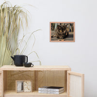 Chocolate the Stray Kitten Animal Wildlife Cat Photograph Framed Wall Art Prints