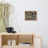 Fiddler Crab Animal Wildlife Photograph Framed Wall Art Prints