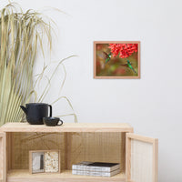 Hummingbirds with Reddish-Orange Flowers Animal Wildlife Photograph Framed Wall Art Prints