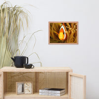 Close-up Orange Tropical Clownfish Face in Coral Animal Wildlife Photograph Framed Wall Art Print