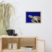 Sea Turtle 2 Animal Wildlife Photograph Framed Wall Art Prints