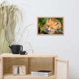 Young Red Fox Face Animal Wildlife Nature Photograph Framed Wall Art Prints