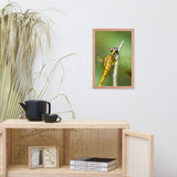 Dragonfly at Bombay Hook Animal Wildlife Photograph Framed Wall Art Prints