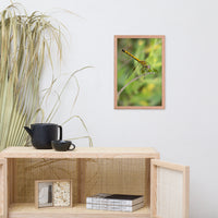 Dragonfly Wildlife Photo Framed Wall Art Prints