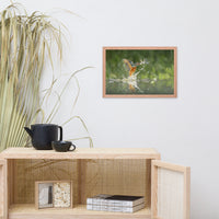 Flying Turquoise Blue and Orange Common Kingfisher Bird With Fish Animal Wildlife Photograph Framed Wall Art Prints