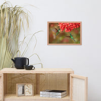Hummingbirds with Reddish-Orange Flowers Animal Wildlife Photograph Framed Wall Art Prints