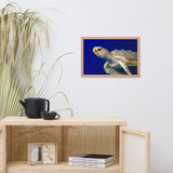 Sea Turtle 2 Animal Wildlife Photograph Framed Wall Art Prints