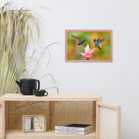 Hummingbirds with Pink Flower Bloom Animal Wildlife Photograph Framed Wall Art Print