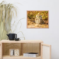 Burrowing Owl in Golden Light Wildlife Nature Photo Framed Wall Art Prints