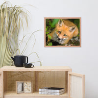 Young Red Fox Face Animal Wildlife Nature Photograph Framed Wall Art Prints