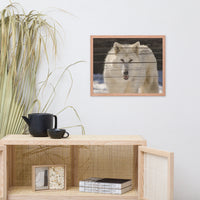 Aries the White Wolf Wildlife Photo Framed Wall Art Print