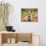 Baby Red Fox Coming Out Wildlife Photo Framed Wall Art Prints