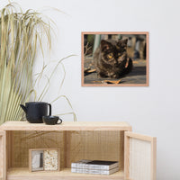 Chocolate the Stray Kitten Animal Wildlife Cat Photograph Framed Wall Art Prints