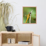 Dragonfly at Bombay Hook Animal Wildlife Photograph Framed Wall Art Prints