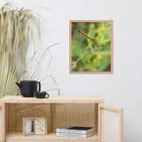 Dragonfly Wildlife Photo Framed Wall Art Prints