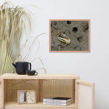 Fiddler Crab Animal Wildlife Photograph Framed Wall Art Prints