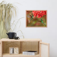 Hummingbirds with Reddish-Orange Flowers Animal Wildlife Photograph Framed Wall Art Prints