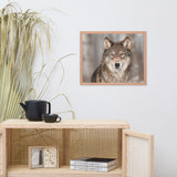 Portrait of Gray Wolf In The Forest Animal Wildlife Nature Photograph Framed Wall Art Prints