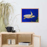 Sea Turtle 1 Animal Wildlife Photograph Framed Wall Art Prints