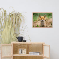 Baby Red Fox Coming Out Wildlife Photo Framed Wall Art Prints