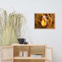 Close-up Orange Tropical Clownfish Face in Coral Animal Wildlife Photograph Framed Wall Art Print