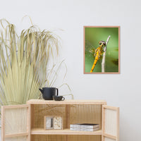 Dragonfly at Bombay Hook Animal Wildlife Photograph Framed Wall Art Prints
