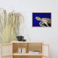 Sea Turtle 2 Animal Wildlife Photograph Framed Wall Art Prints