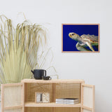 Sea Turtle 2 Animal Wildlife Photograph Framed Wall Art Prints