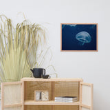 Small Blue Jelly Animal Wildlife Photograph Framed Wall Art Prints