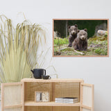 Baby Brown Bear Cubs In Forest Wildlife Photo Framed Wall Art Print