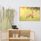 Baby Red Fox in the Sun Wildlife Photo Framed Wall Art Prints