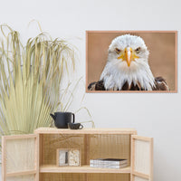Bald Eagle Portrait Close-up 2 Wildlife Photograph Framed Wall Art Prints