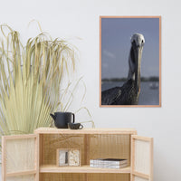 Bob The Pelican Bird Color Wildlife Photo Framed Wall Art Prints