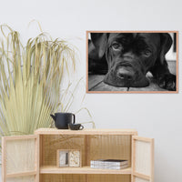Cane Corso on Porch Animal Dog Black & White Framed Wall Art Prints