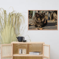 Chocolate the Stray Kitten Animal Wildlife Cat Photograph Framed Wall Art Prints