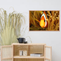 Close-up Orange Tropical Clownfish Face in Coral Animal Wildlife Photograph Framed Wall Art Print