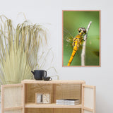 Dragonfly at Bombay Hook Animal Wildlife Photograph Framed Wall Art Prints
