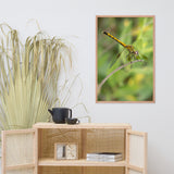Dragonfly Wildlife Photo Framed Wall Art Prints