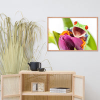 Happy Red Eyed Tree Frog Sitting on Purple Tulip Flower Bloom Wildlife Nature Photo Framed Wall Art Print