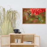 Hummingbirds with Reddish-Orange Flowers Animal Wildlife Photograph Framed Wall Art Prints